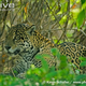 Illustration for article titled Caturday - Panthera onca Edition